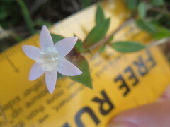 Richardia grandiflora