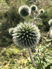 Echinops sphaerocephalus