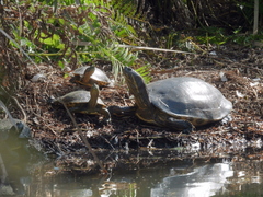 Trachemys ornata
