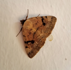 Hypopyra carneotincta