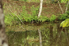 Lontra longicaudis