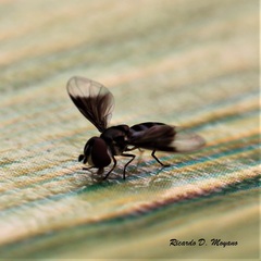 Ocyptamus dimidiatus