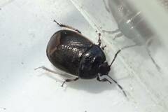Legnotus limbosus