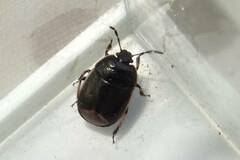 Legnotus limbosus