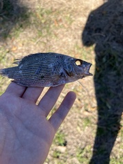 Lutjanus cyanopterus