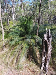 Macrozamia communis