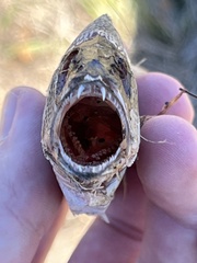 Lutjanus cyanopterus