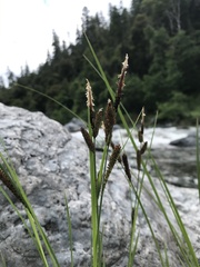 Carex nudata