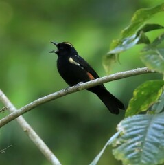 Tachyphonus surinamus