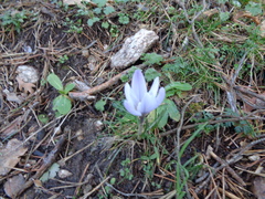 Crocus carpetanus