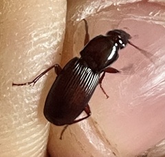 Pterostichus angustus