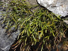 Asplenium septentrionale