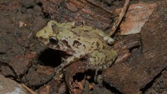 Eleutherodactylus planirostris