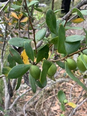 Persoonia cornifolia