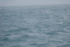 Hydrobates monorhis