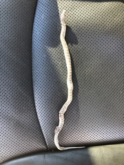 Arizona elegans elegans