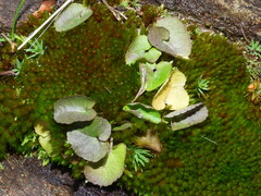 Oxyria digyna