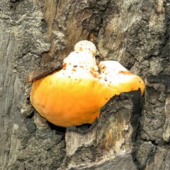 Piptoporus australiensis