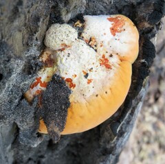 Piptoporus australiensis