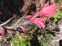 Gladiolus dalenii
