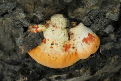 Piptoporus australiensis