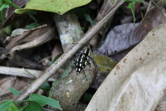 Colobothea cassandra