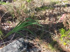 Gladiolus dalenii