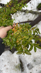 Buxus sempervirens