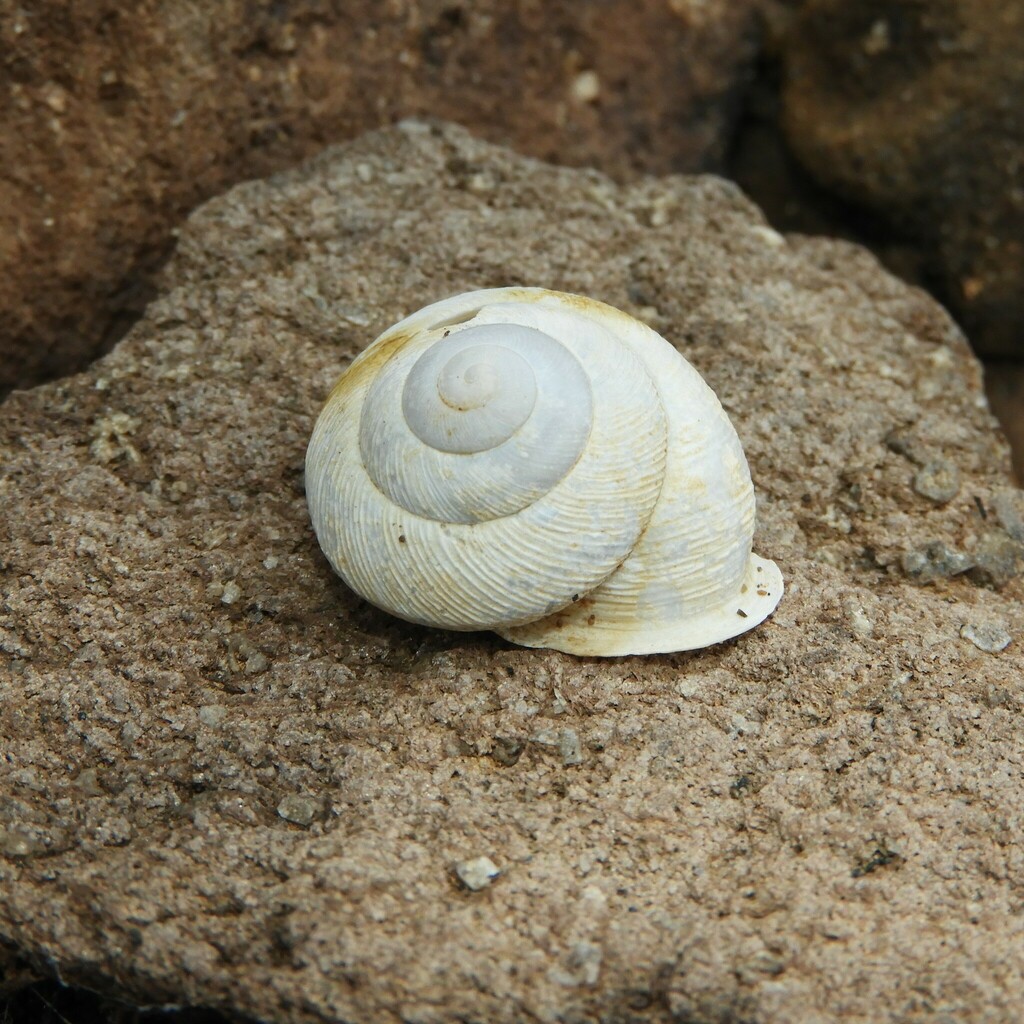 Hemicycla bethencourtiana