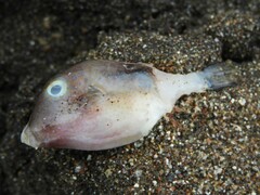 Canthigaster capistrata