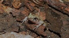 Eleutherodactylus planirostris