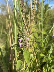 Teucrium vesicarium