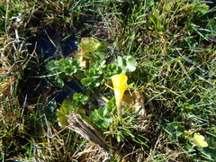 Narcissus bulbocodium