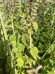Teucrium vesicarium