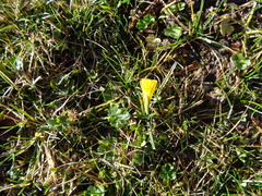 Narcissus bulbocodium