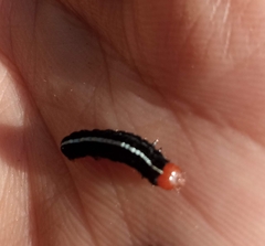 Spodoptera ornithogalli