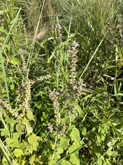 Teucrium vesicarium
