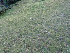 Narcissus bulbocodium