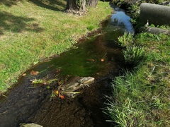 Zannichellia palustris