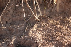 Psammophis subtaeniatus