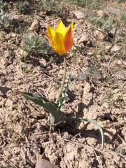 Tulipa ferganica