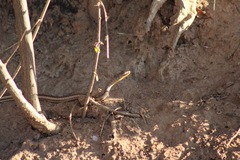 Psammophis subtaeniatus