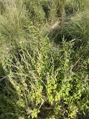 Teucrium vesicarium