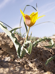 Tulipa ferganica