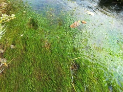 Zannichellia palustris