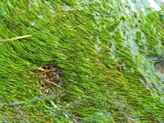 Zannichellia palustris