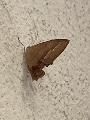Taygetis rufomarginata