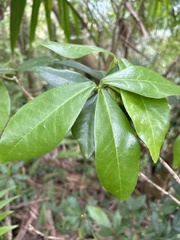 Daphnopsis philippiana