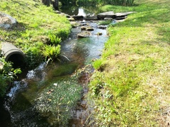 Zannichellia palustris