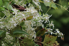 Clematis glycinoides